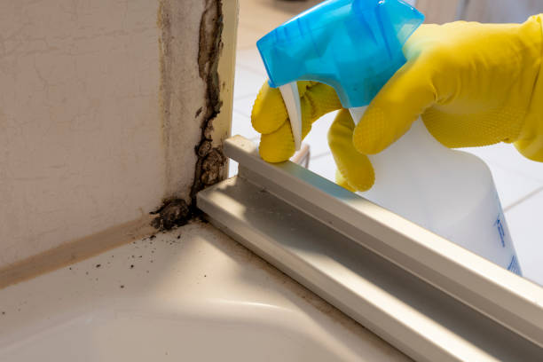 Best Kitchen Mold Remediation in Springfield, NE