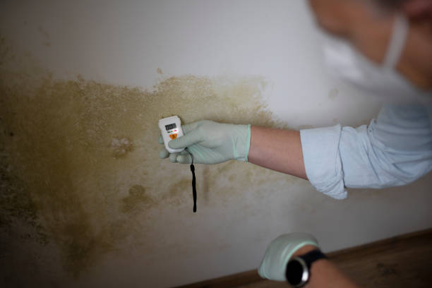 Trusted Springfield, NE Mold Remediation Experts