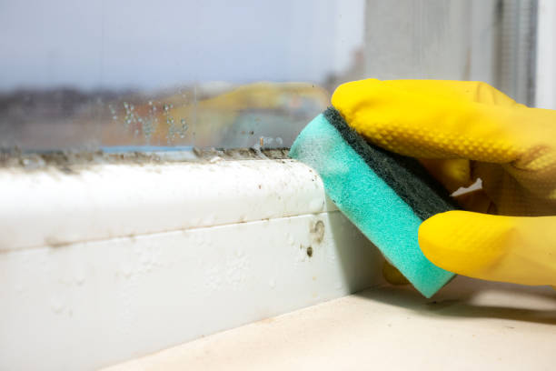 Best White Mold Remediation in Springfield, NE