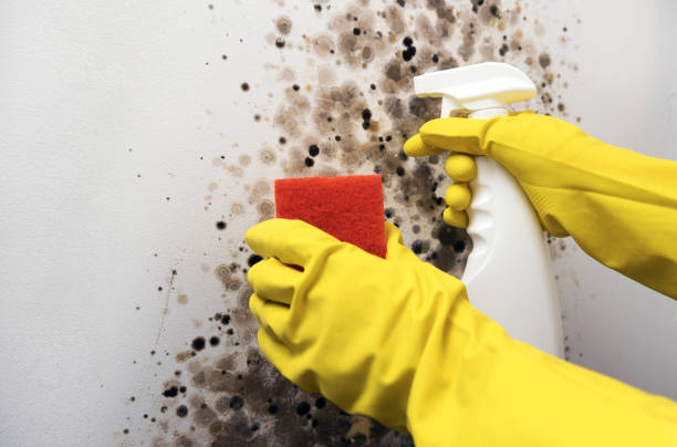 Best Crawl Space Mold Remediation in Springfield, NE