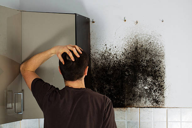 Springfield, NE Mold Remediation Company